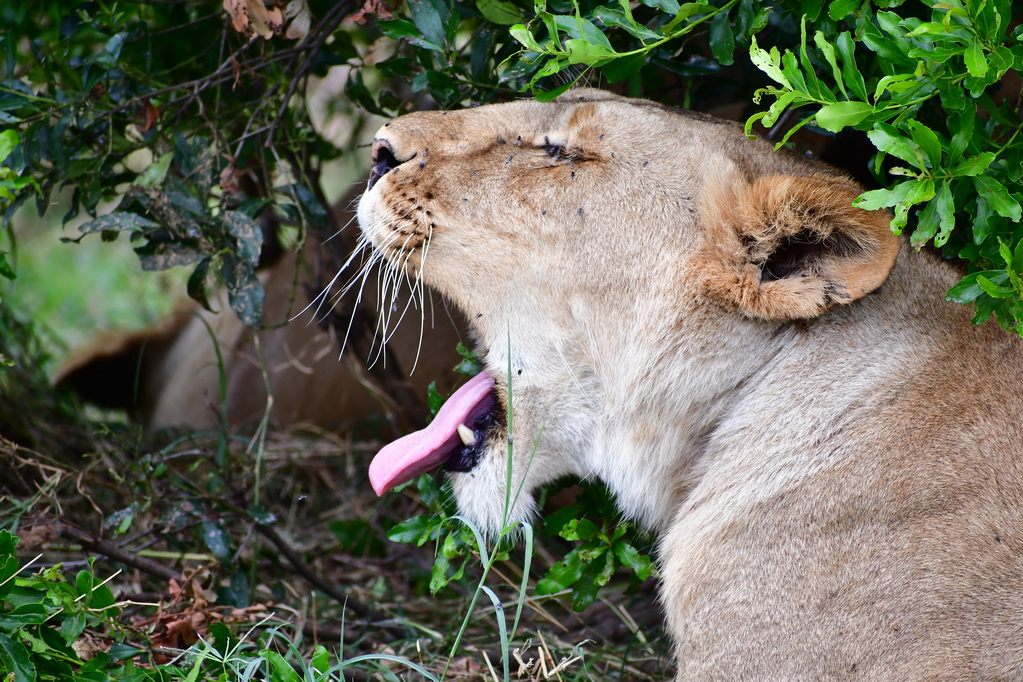 Masai Mara Nat. Reserve